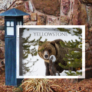 Grizzlybär, schaut heraus Yellowstone NP Postkarte