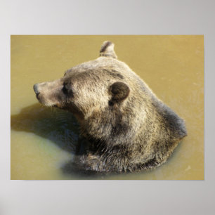 Grizzlybär schwimmt poster