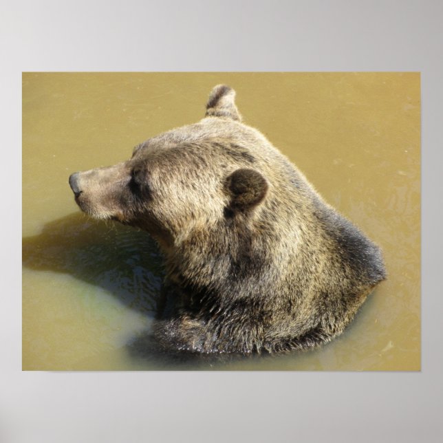 Grizzlybär schwimmt poster (Vorne)