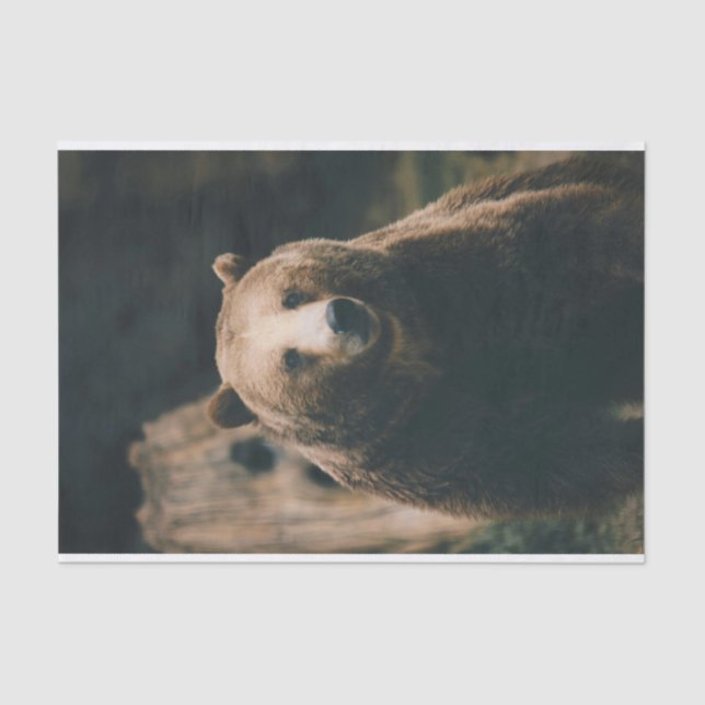 Grizzlybär Seidenpapier (Vorderseite)