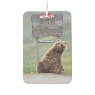 Grizzlybär spielt mit Schild Autolufterfrischer