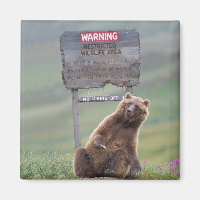Grizzlybär spielt mit Schild Magnet (Vorne)