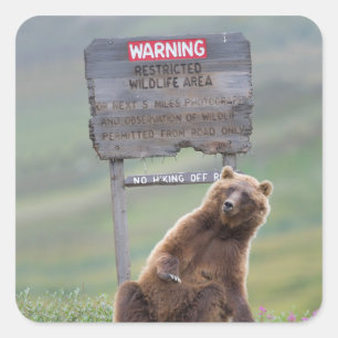 Grizzlybär spielt mit Schild Quadratischer Aufkleber