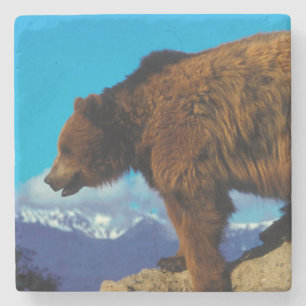 Grizzlybär Steinuntersetzer