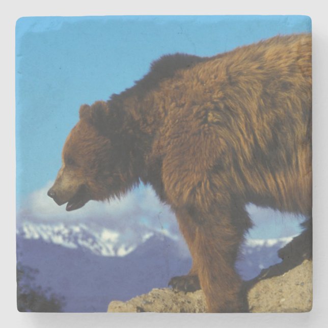 Grizzlybär Steinuntersetzer (Vorderseite)