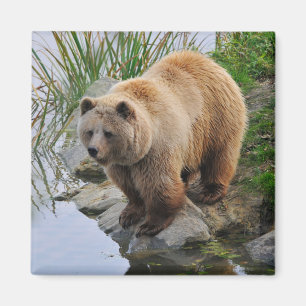Grizzlybär-Wildtier-Fotografie Magnet