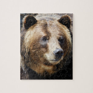 Grizzlybären-Portrait