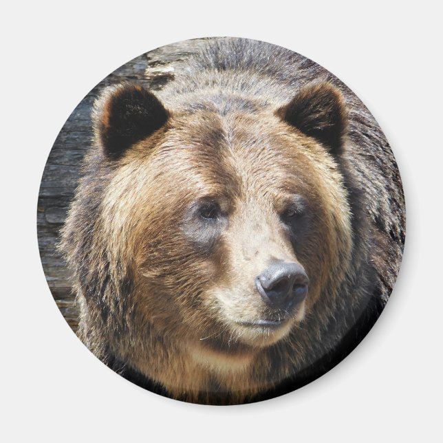 Grizzlybären-Portrait Magnet (Vorne)