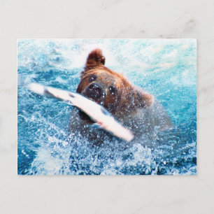 Grizzlybären-Postkarte Postkarte