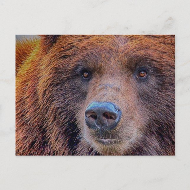 Grizzy Brown Bar Wildlife Foto Postkarte (Vorderseite)