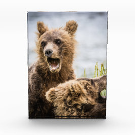 Grizzy Cubs suchen nach ihrer Mutter Fotoblock