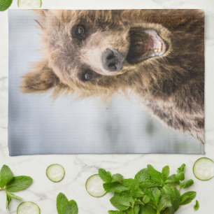 Grizzy Cubs suchen nach ihrer Mutter Geschirrtuch