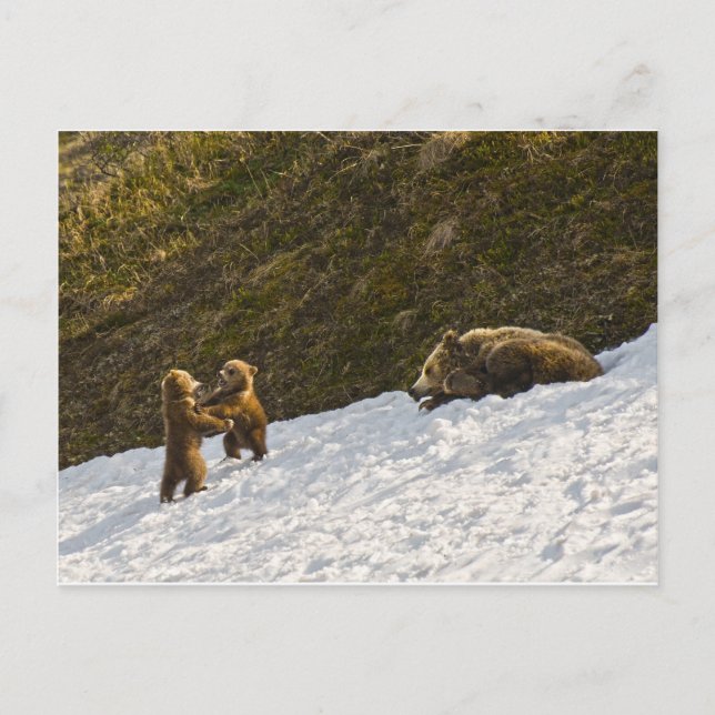 Grizzy Family Postkarte (Vorderseite)