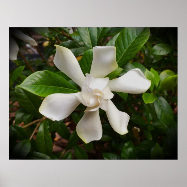 Gröden, Poster (Vorne)