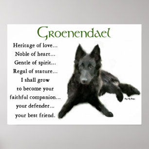 Groenendael Belgisches Schaffenhund Poster