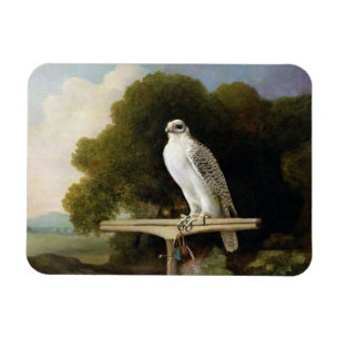 Grönland-Falke (grauer Falke), 1780 (Öl auf Plat Magnet