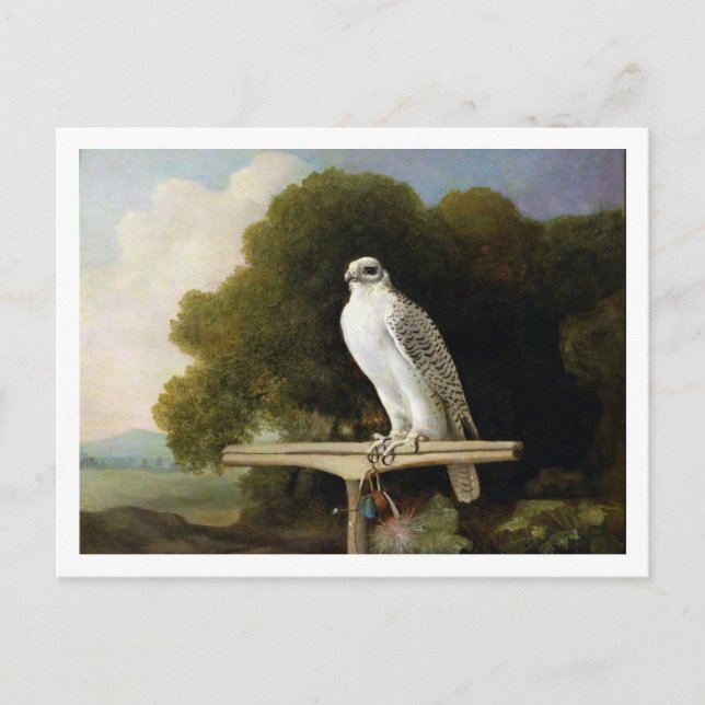 Grönlandfalke (Graufalke), 1780 (Öl auf Tafel) Postkarte (Vorderseite)
