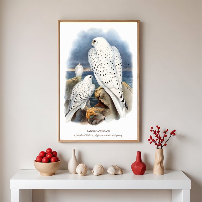 Grönlandfalke, Vogelillustration Poster (Von Creator hochgeladen)