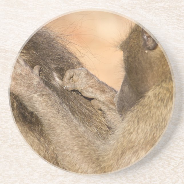 Grooming Baboons Getränkeuntersetzer (Vorne)