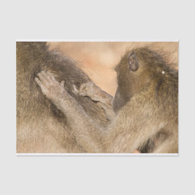 Grooming Baboons Seidenpapier (Vorderseite)