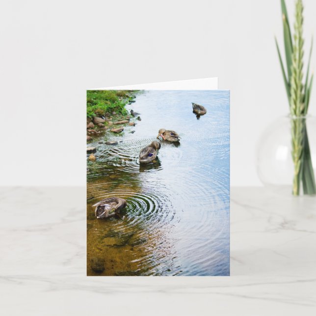 Grooming Ducks 2 Karte (Vorderseite)