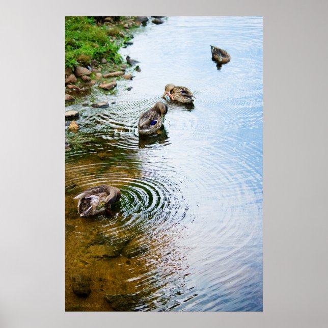 Grooming Ducks 2 Poster (Vorne)
