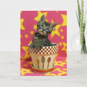 Groove Tabby Birthday Card Karte