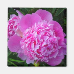 Gros Aimant à fleur de pivoine rose