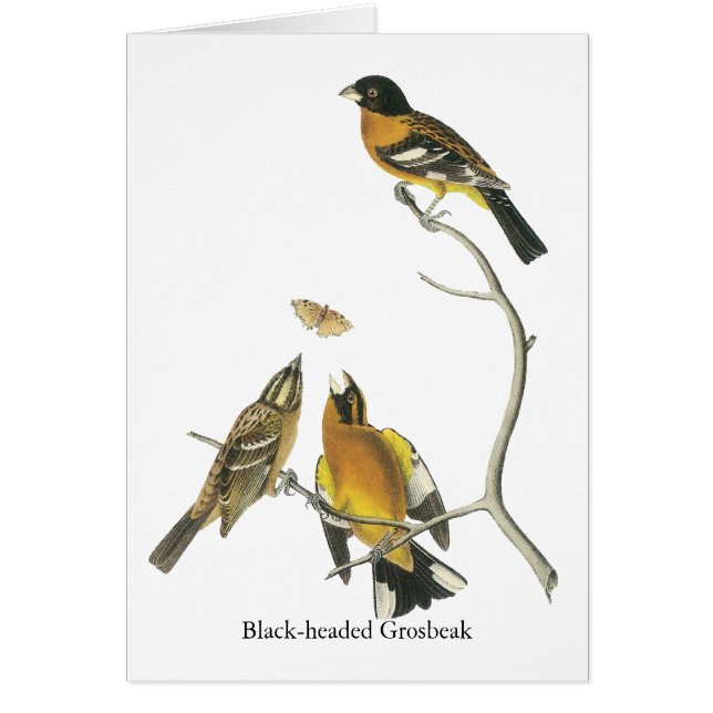 Gros-bec à tête noire d'Audubon (Devant)