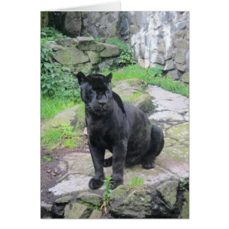 Gros chat Jaguar noir assis sur le rocher