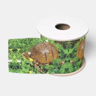 Gros-grain Ruban de tortue d'heure d'été de tortues de boî