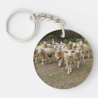 Gros Moutons Laineux Qui S'Y Marchent,