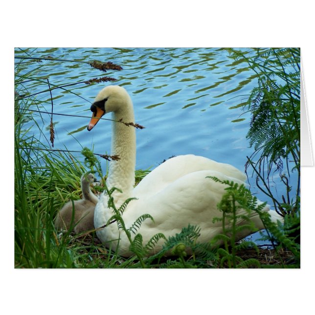 Gros nid de cygnes (Devant horizontal)