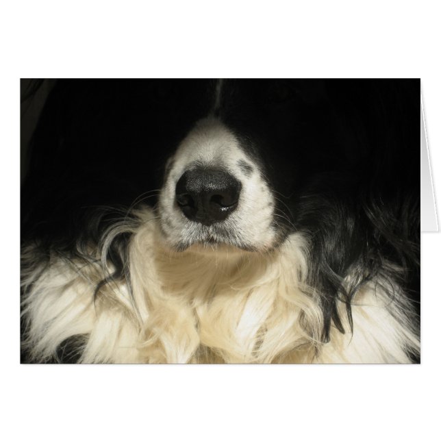 Gros plan (Devant horizontal)