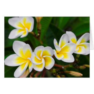 Gros plan de fleurs de la plumeria, Hawaï