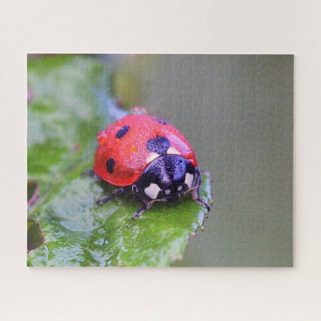 Gros plan De Ladybug, Jigsaw Puzzle (Horizontal)