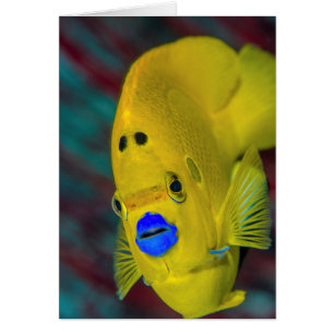 Gros plan des poissons-anges