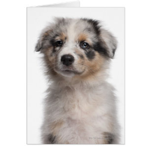 Gros plan du chiot de Blue Merle Australian Shephe