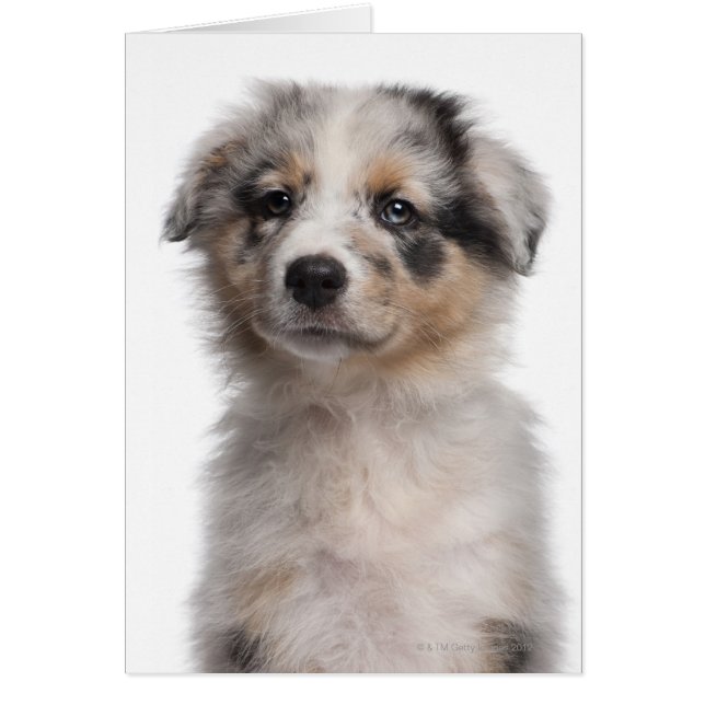 Gros plan du chiot de Blue Merle Australian Shephe (Devant)