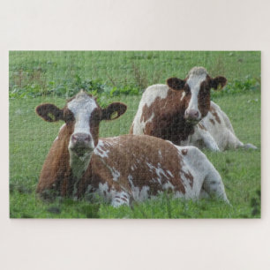 Gros Plan Puzzle : Deux Vaches Blancs Brown