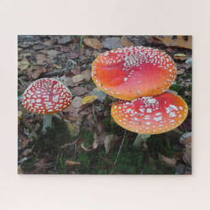 Gros plan Puzzle : Trois Amanitas Volées