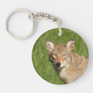 Gros plan sur le coyote