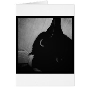 Gros plan sur Lucy's Crazy