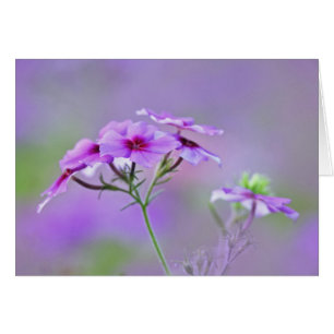 Gros plan sur Phlox de Drummond, Phlox drummondi,