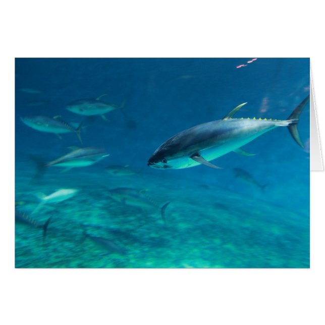 Gros poisson (Devant horizontal)