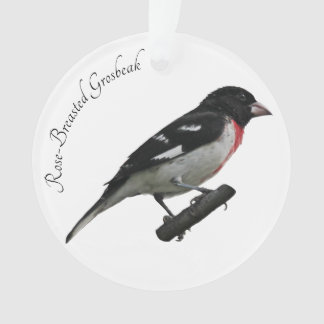 Grosbeak à poitrine rose