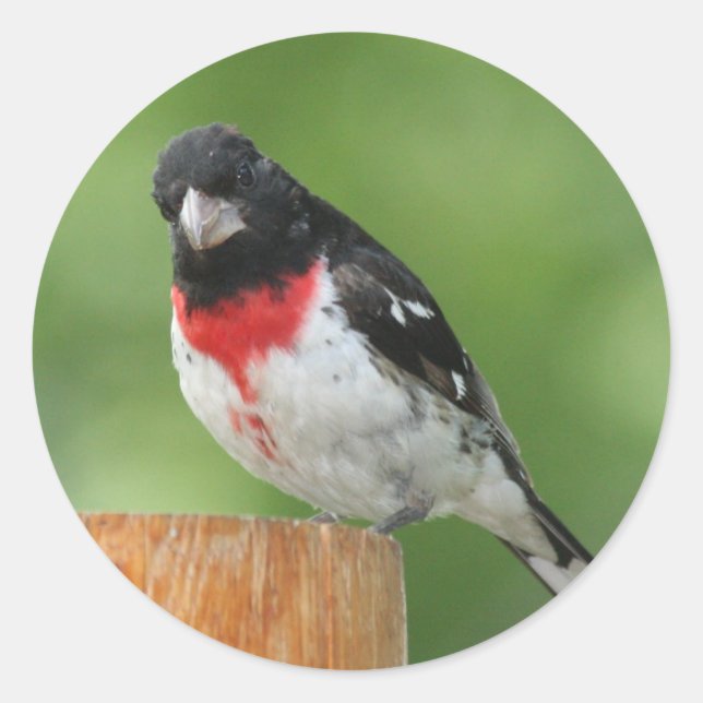 Grosbeak-Aufkleber mit Rose Runder Aufkleber (Vorderseite)