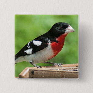 Grosbeak mit Rose Button