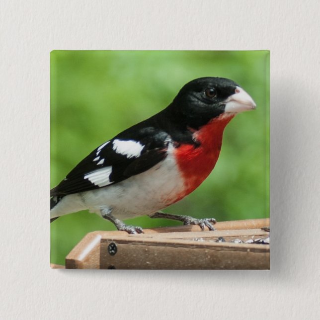 Grosbeak mit Rose Button (Vorderseite)
