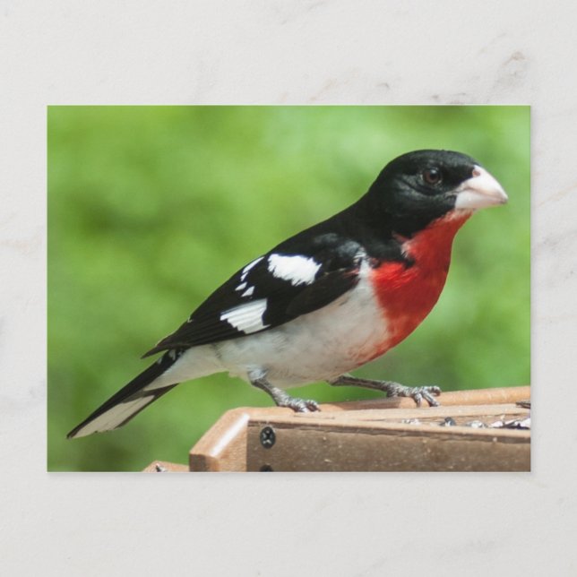 Grosbeak mit Rose Postkarte (Vorderseite)